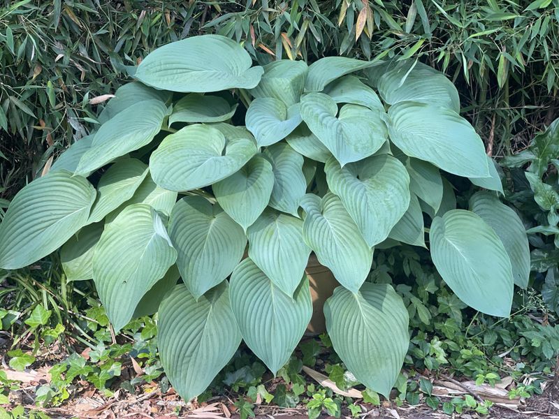 Divide Crowded Hostas At The Right Time