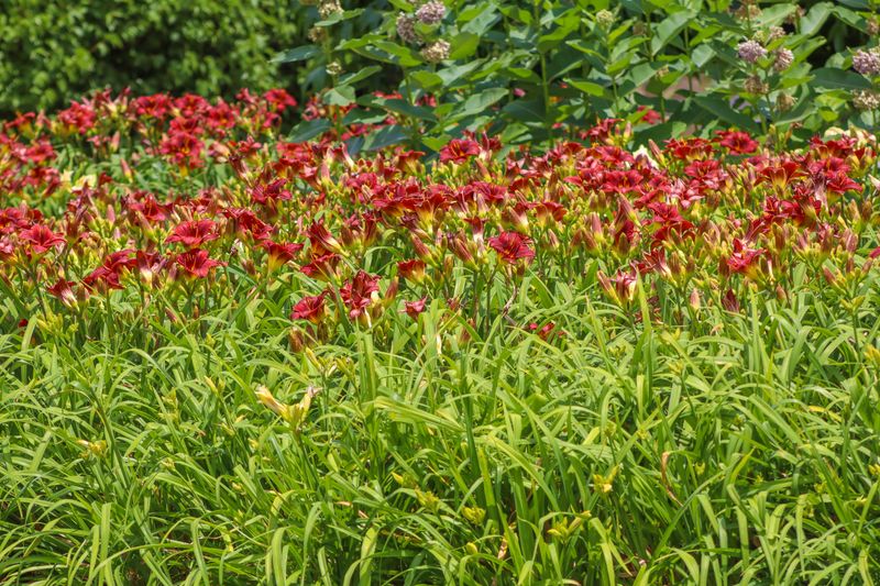 Divide Crowded Perennials For A Stronger Next Season
