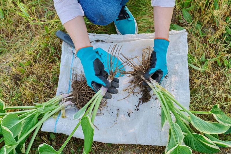 Divide Crowded Perennials While The Weather Is Mild Divide Crowded Perennials While The Weather Is Mild