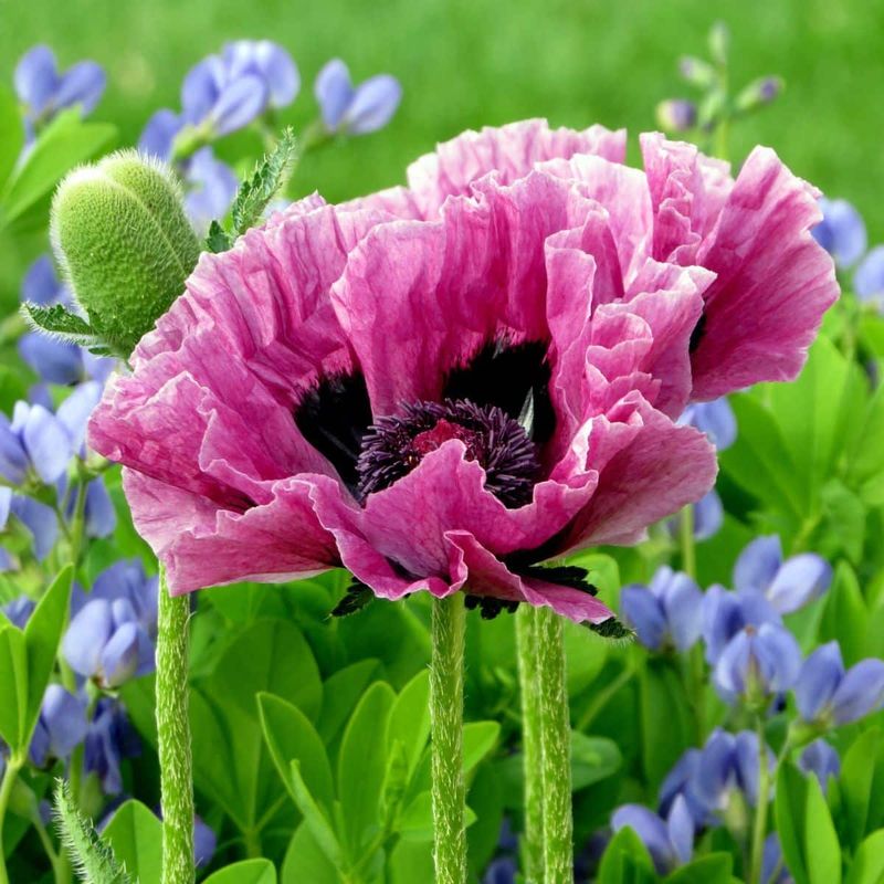 Divide Oriental Poppies During Their Fall-Friendly Window