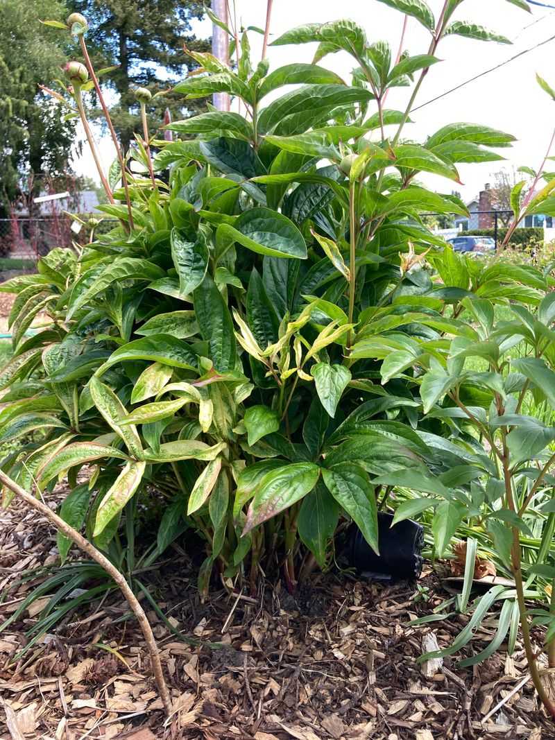 Divide Overcrowded Peonies For Healthier Future Blooms Divide Overcrowded Peonies For Healthier Future Blooms