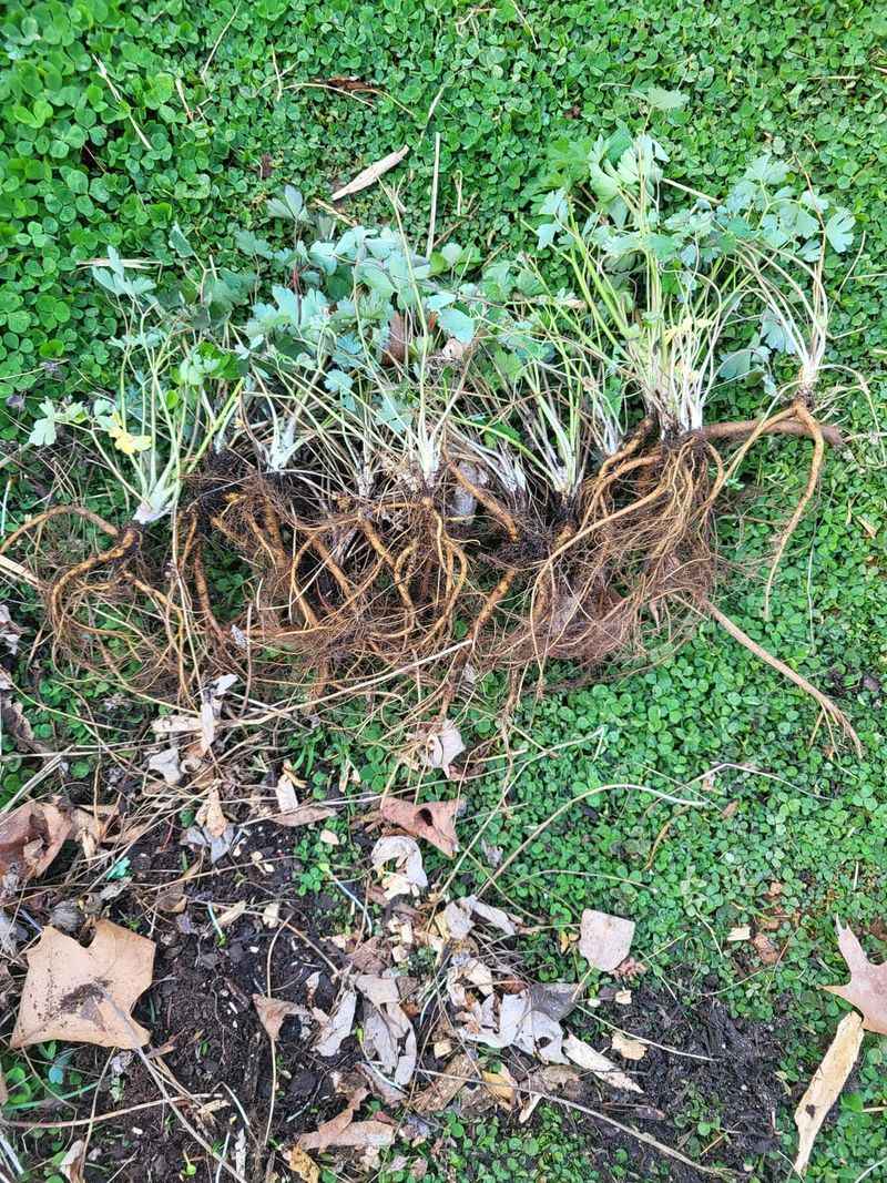 Divide Overgrown Clumps While The Weather Is Mild Divide Overgrown Clumps While The Weather Is Mild