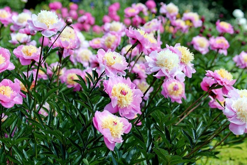 Divide Peonies In September For Stronger Root Establishment