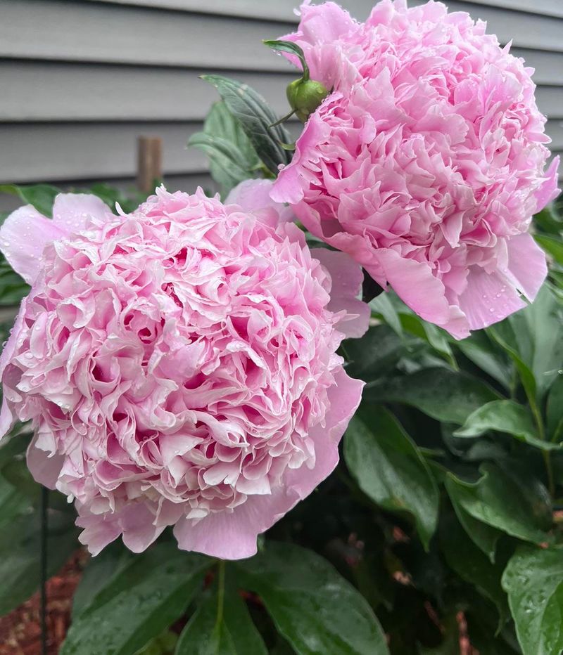Divide Peonies With Careful Timing