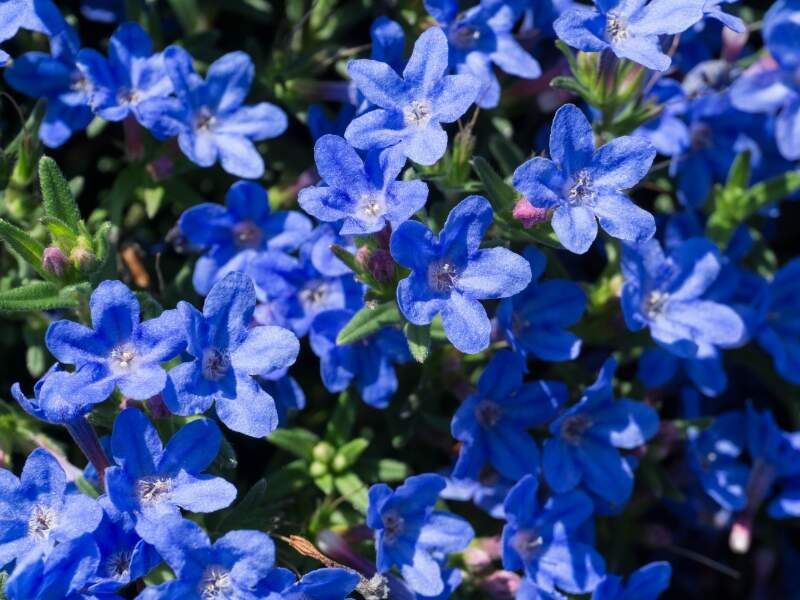 Divide Speedwell While Early Fall Conditions Stay Mild