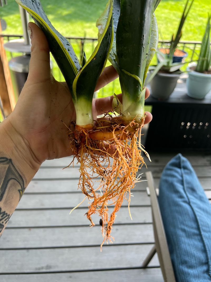 Divide The Clump To Spark Fresh Growth Divide The Clump To Spark Fresh Growth