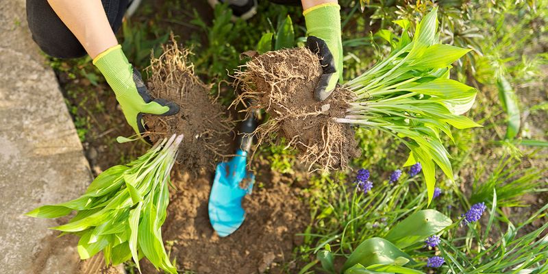 Divide and Replant Perennials Divide and Replant Perennials