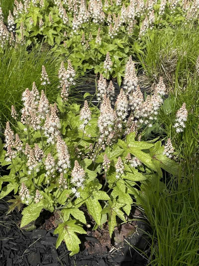 Dividing Foamflower Multiplies Your Investment For Free
