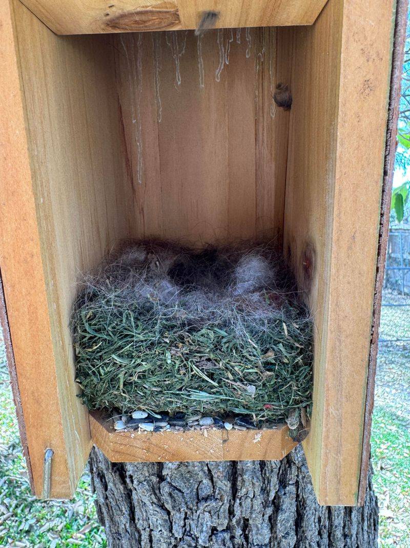 Do Not Add Bedding Materials For Birds