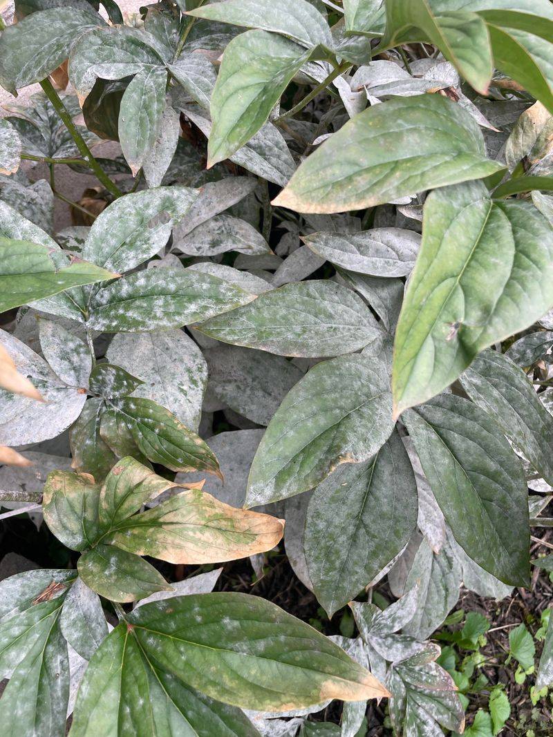 Do Not Add Diseased Peony Leaves To Compost Do Not Add Diseased Peony Leaves To Compost