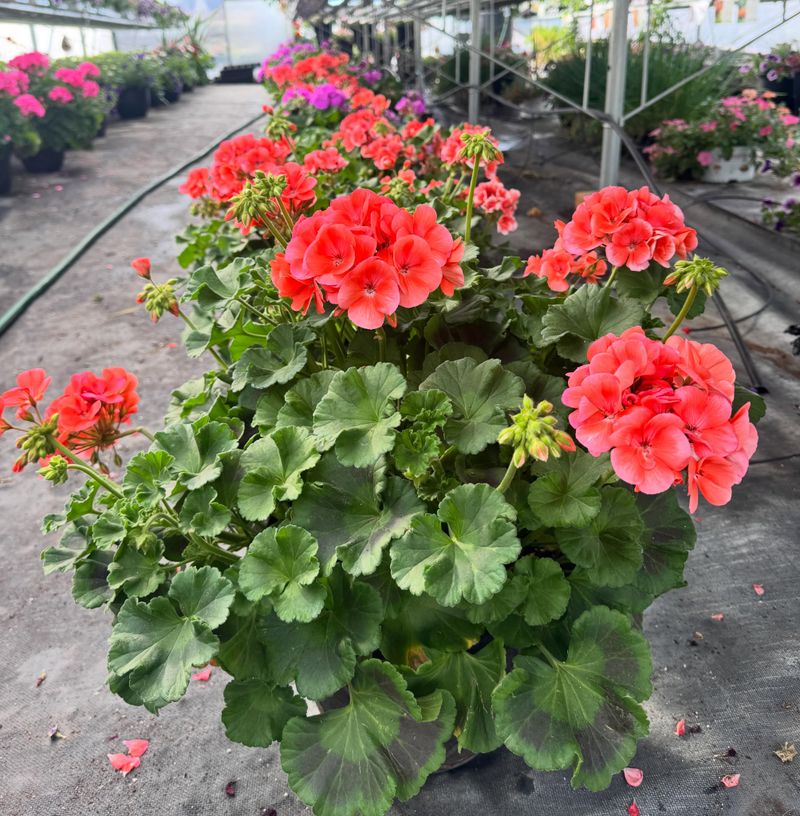 Do Not Add Fertilizer Without Checking The Cause Do Not Add Fertilizer Without Checking The Cause