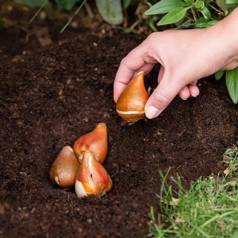 Do Not Add Too Much Fertilizer To The Hole