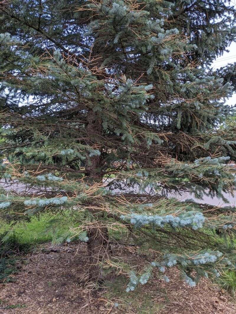 Do Not Assume Every Bare Spruce Has Needle Cast Do Not Assume Every Bare Spruce Has Needle Cast