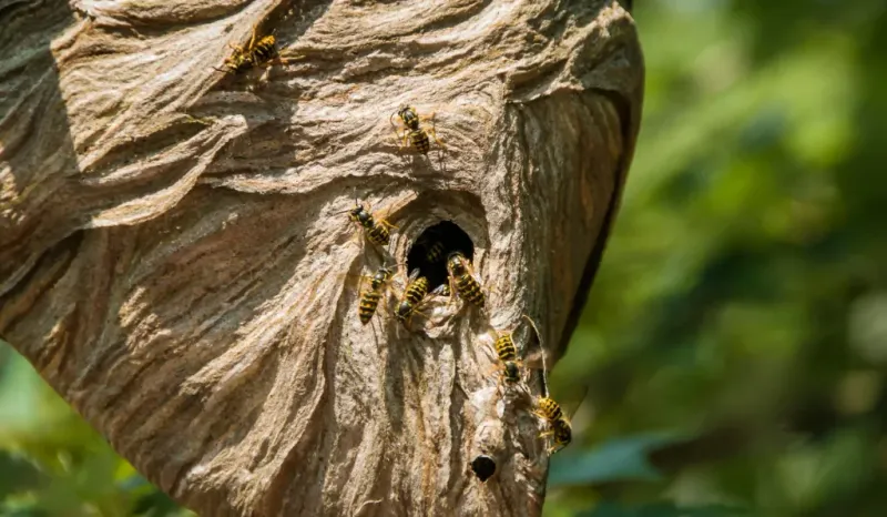 Do Not Assume Every Flying Wasp Has A Nest Nearby