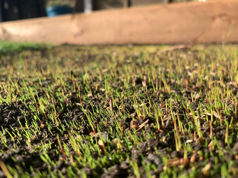 Do Not Bury Grass Seed Too Deep