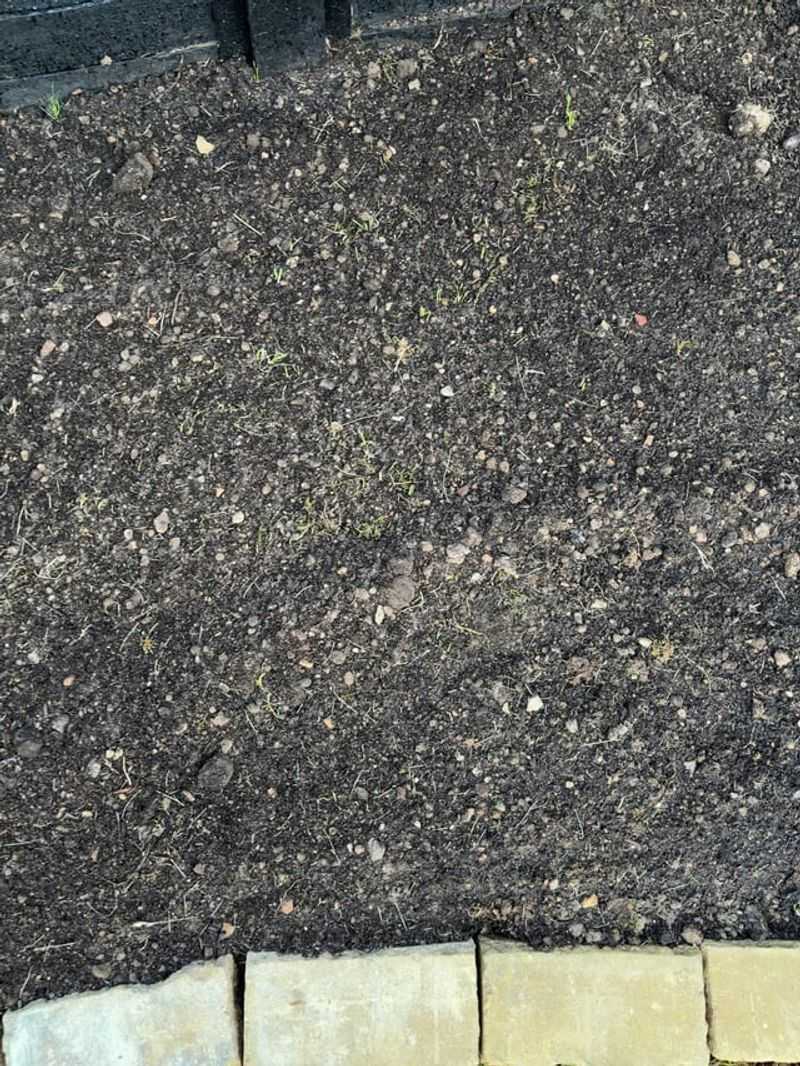 Do Not Bury Seed Under A Thick Soil Layer Do Not Bury Seed Under A Thick Soil Layer