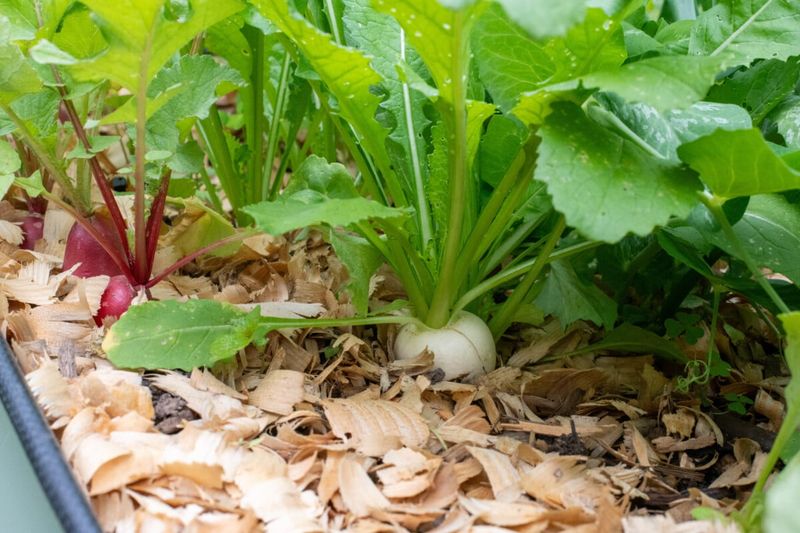 Do Not Bury Small Seeds Under Heavy Mulch Do Not Bury Small Seeds Under Heavy Mulch