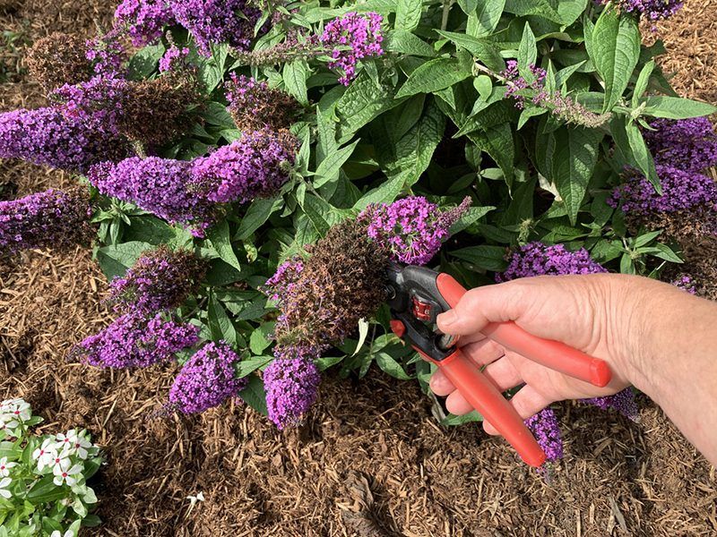Do Not Confuse Deadheading With Heavy Pruning