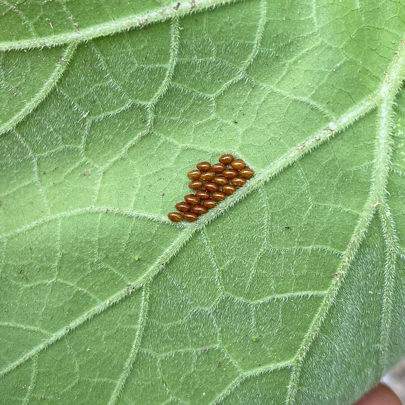 Do Not Confuse Eggs With Beneficial Insects
