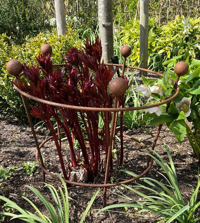 Do Not Cover Peony Crowns With Deep Mulch Do Not Cover Peony Crowns With Deep Mulch