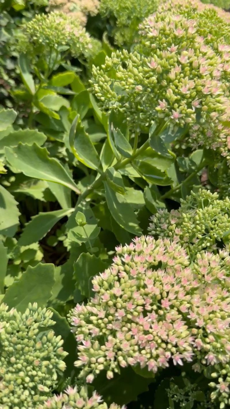 Do Not Cut Healthy Sedum Back Too Early