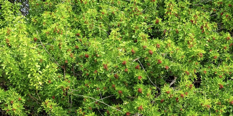 Do Not Expect A Cut Stump To Stop Brazilian Peppertree From Returning