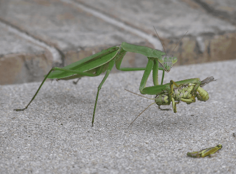 Do Not Expect a Mantis Case to Control Every Arizona Pest