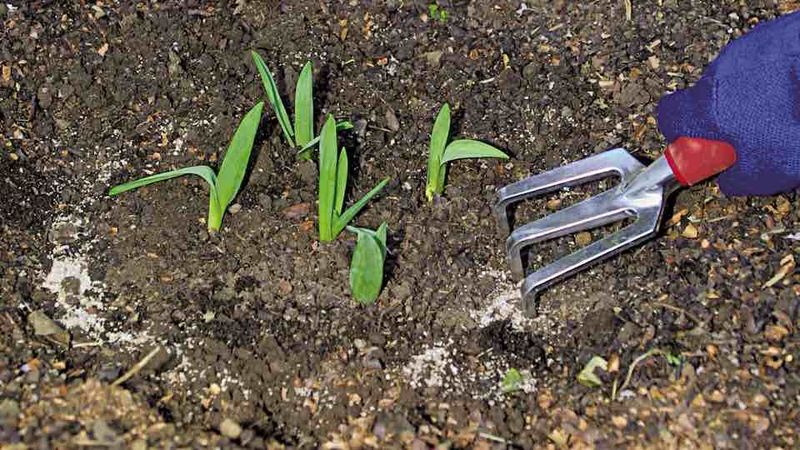 Do Not Fertilize Excessively At Planting Do Not Fertilize Excessively At Planting