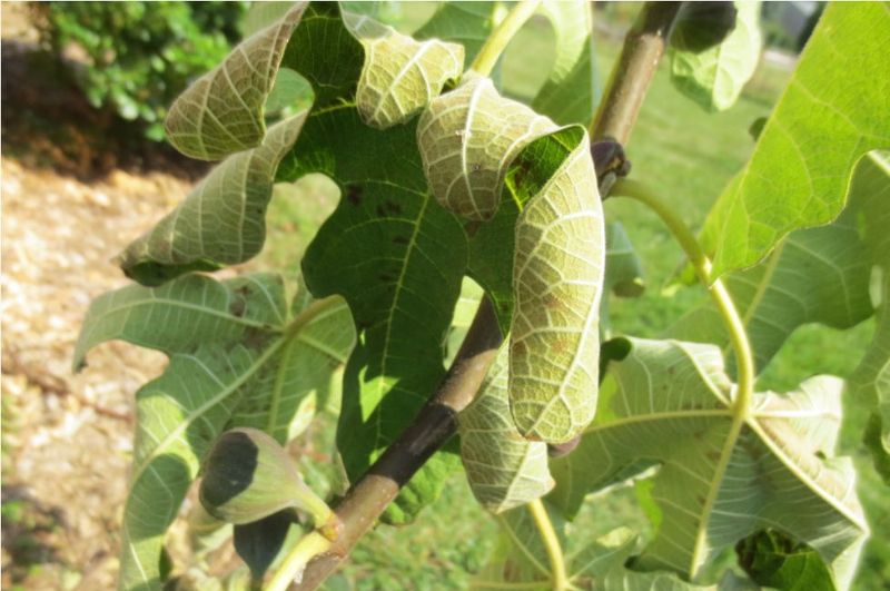 Do Not Fertilize Heavily Just Because Leaves Fall Do Not Fertilize Heavily Just Because Leaves Fall