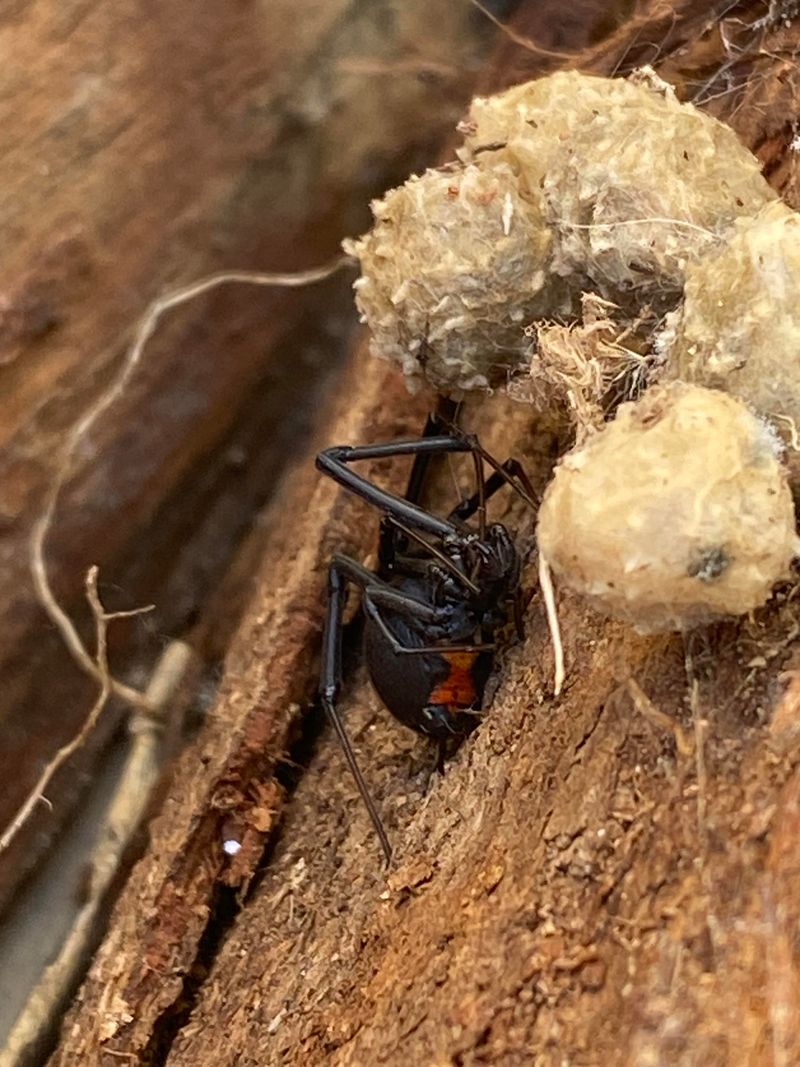 Do Not Handle The Spider Directly