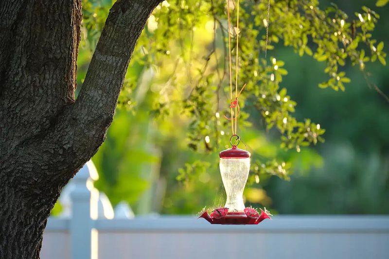 Do Not Hang Feeders In Full Afternoon Heat Do Not Hang Feeders In Full Afternoon Heat