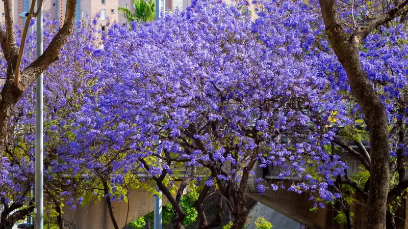 Do Not Heavily Trim Jacarandas Before Winter