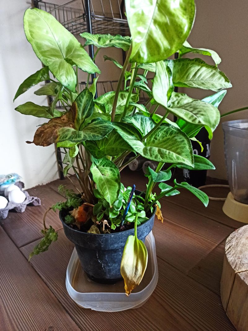 Do Not Leave Pots Sitting In Water