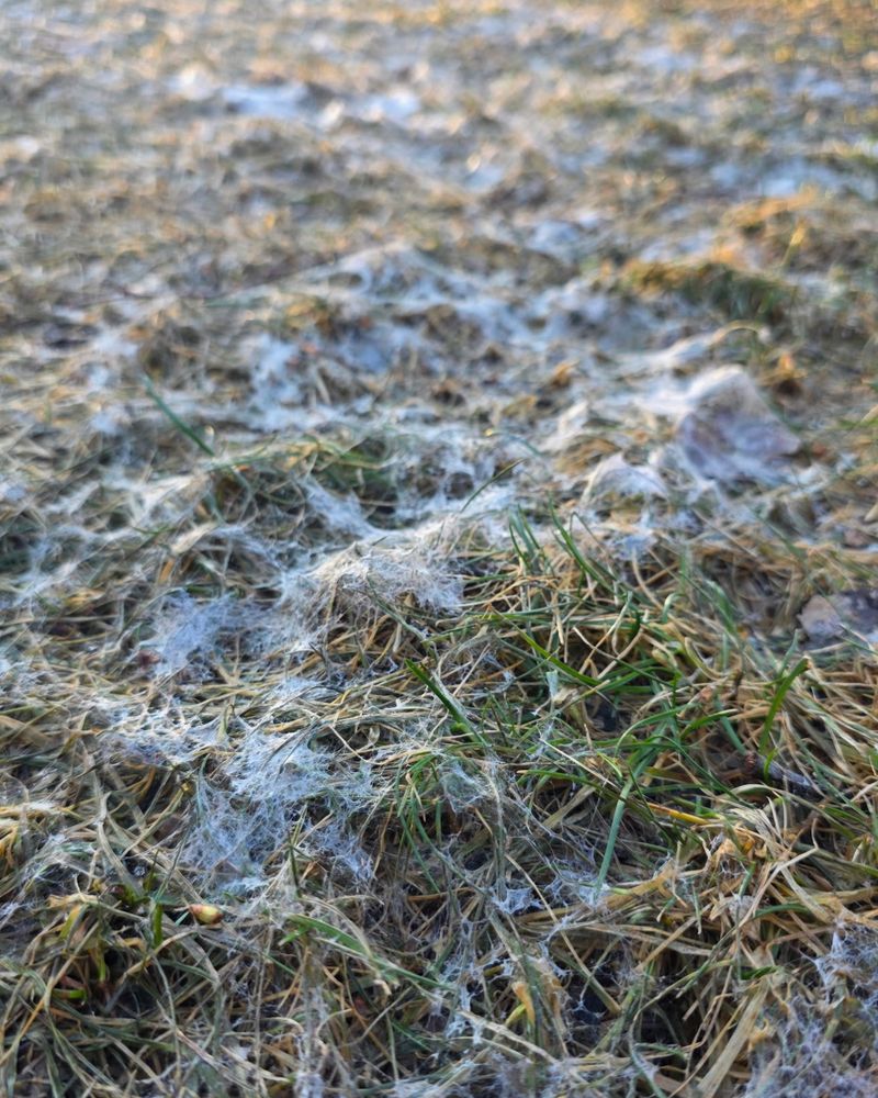 Do Not Let Grass Become Too Tall Either Do Not Let Grass Become Too Tall Either