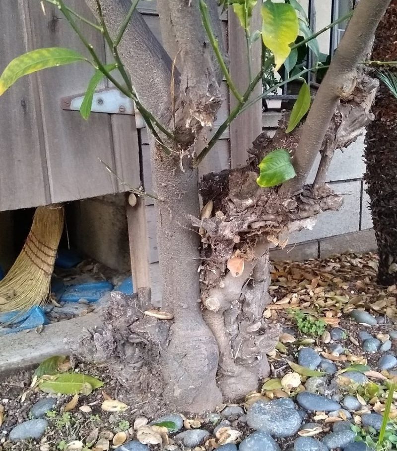Do Not Let Rootstock Growth Become A Main Branch