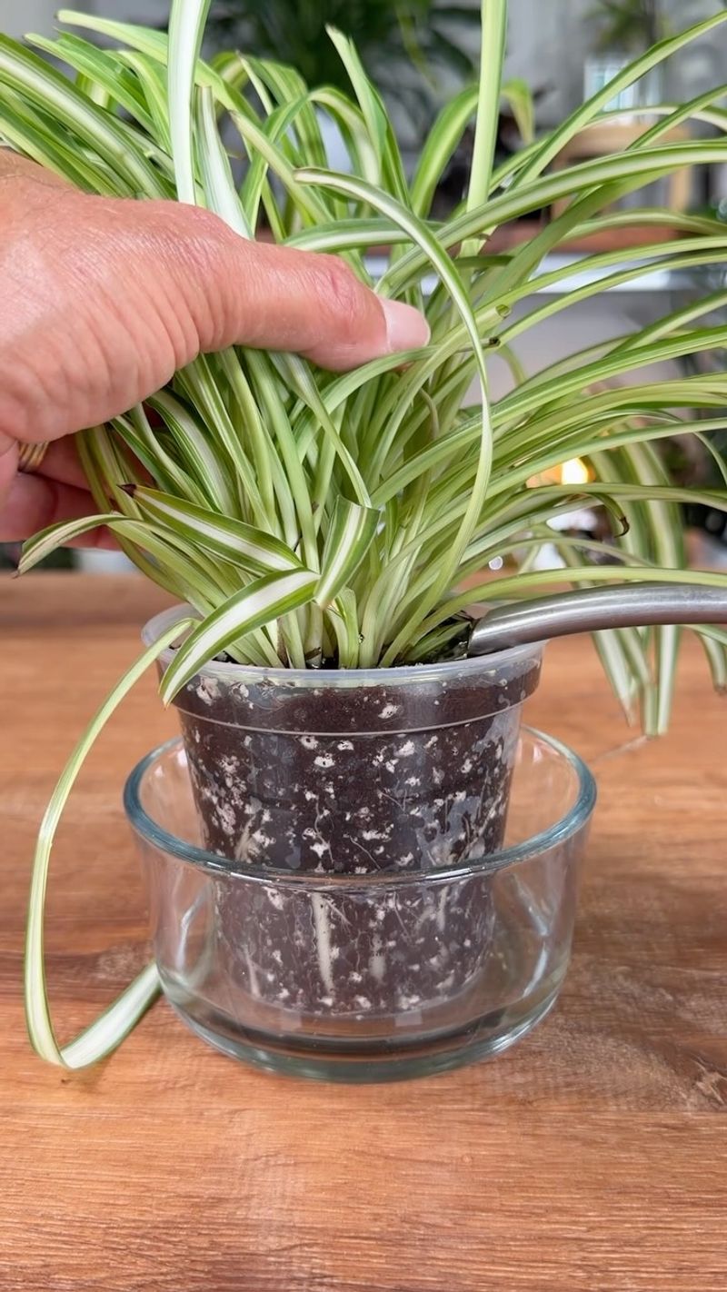 Do Not Let The Plant Sit In Standing Water Do Not Let The Plant Sit In Standing Water