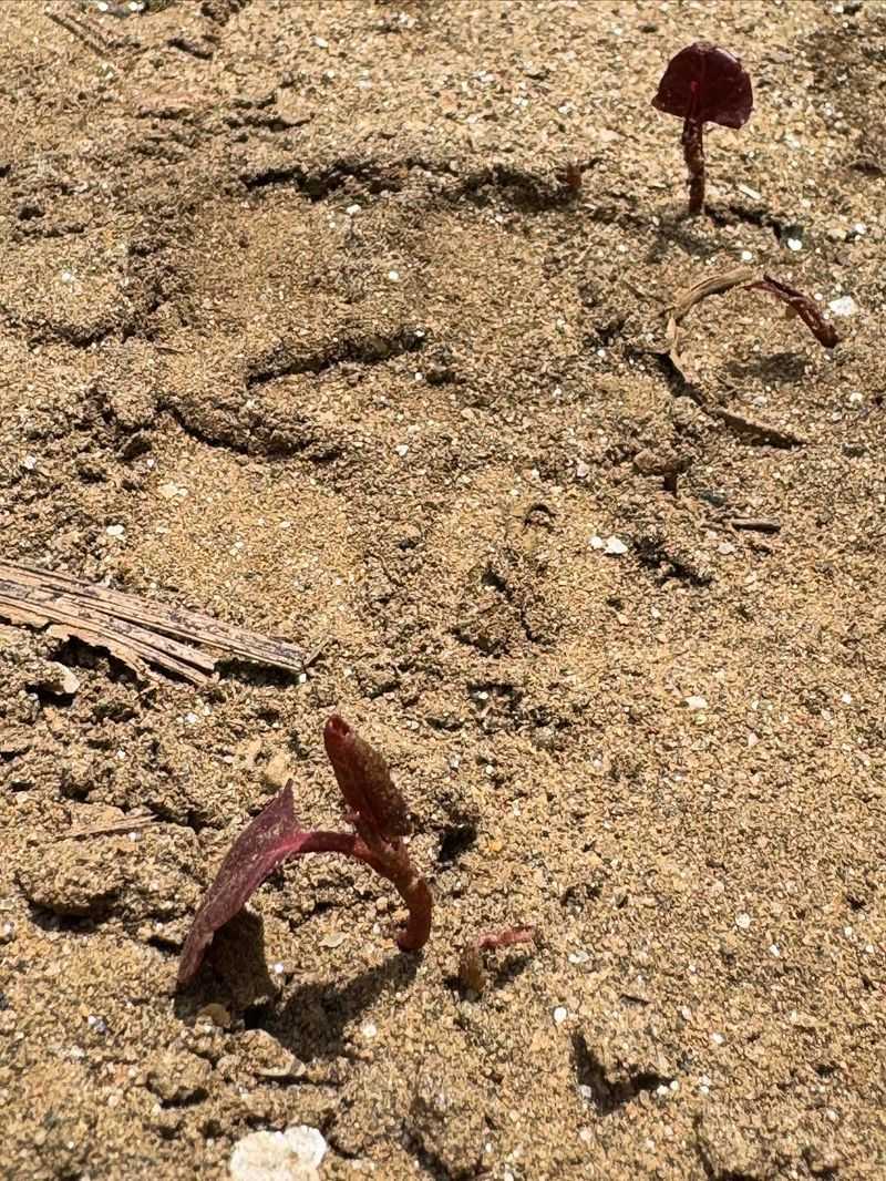 Do Not Move Soil From An Infested Area