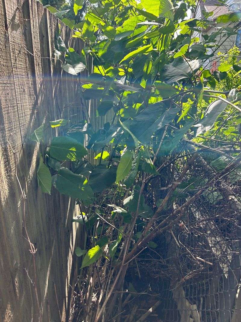 Do Not Mow Or Cut It Carelessly