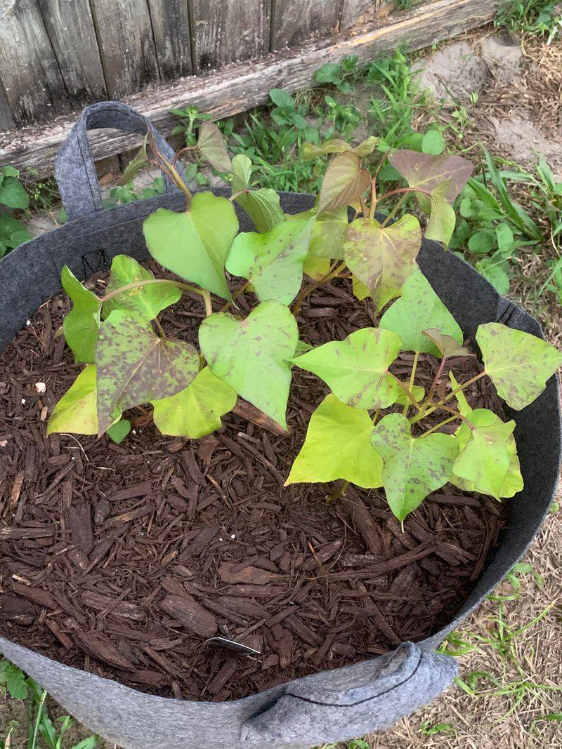 Do Not Over-Irrigate After Heavy Rain