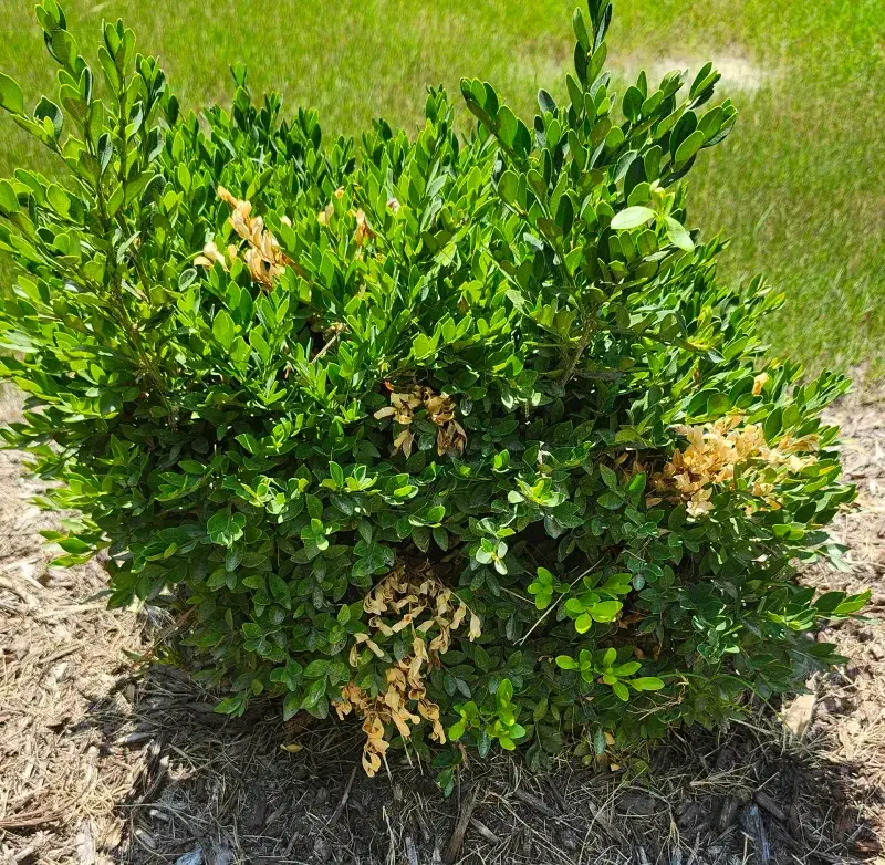 Do Not Overwater Poorly Drained Soil
