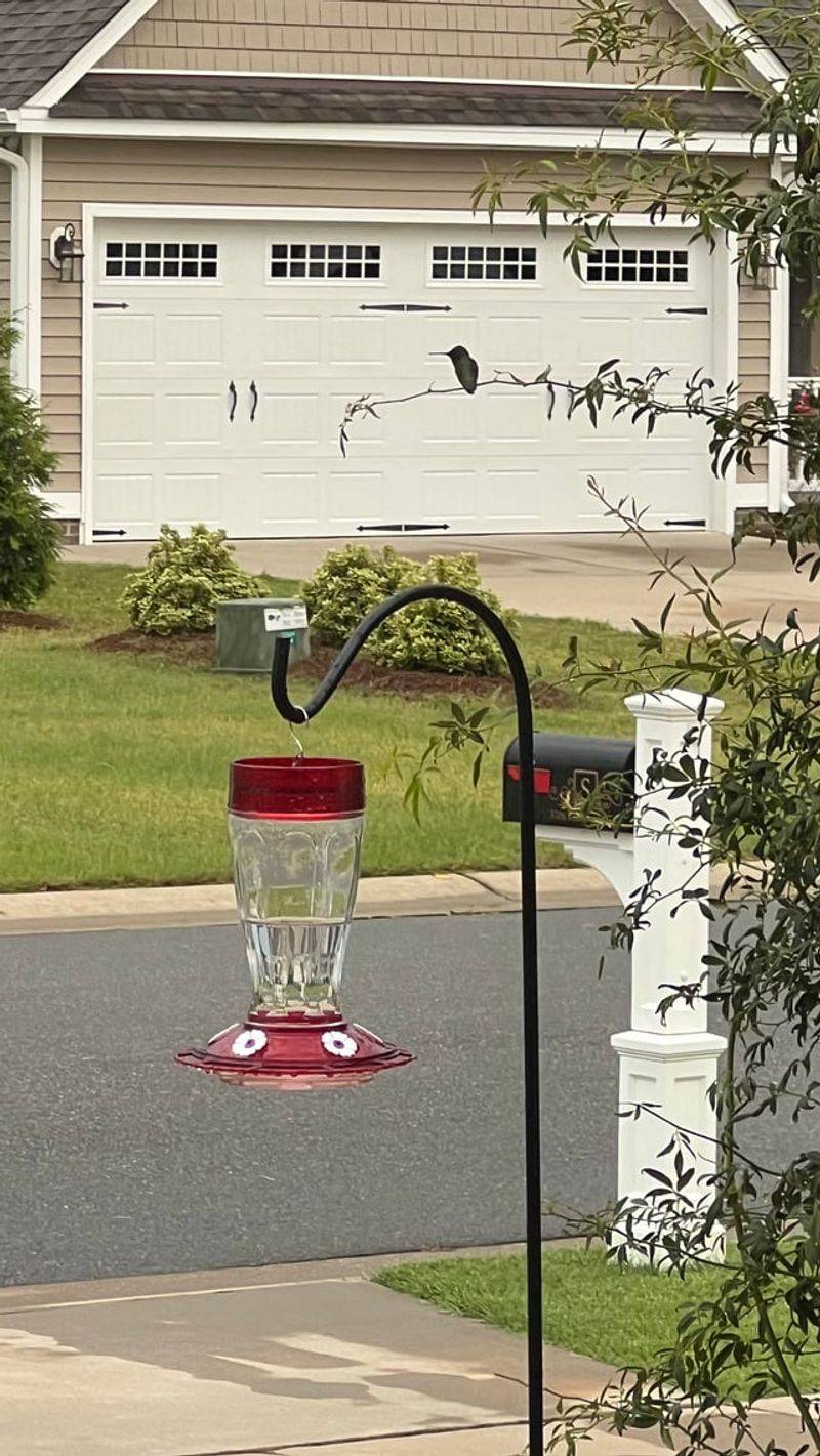 Do Not Place Feeders Near Busy Roads Do Not Place Feeders Near Busy Roads