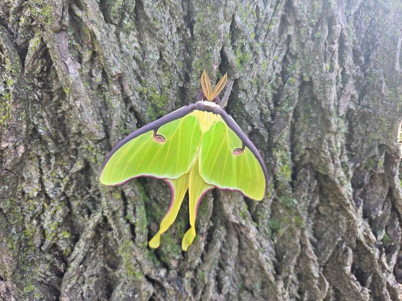 Do Not Plant It Just For Luna Moths