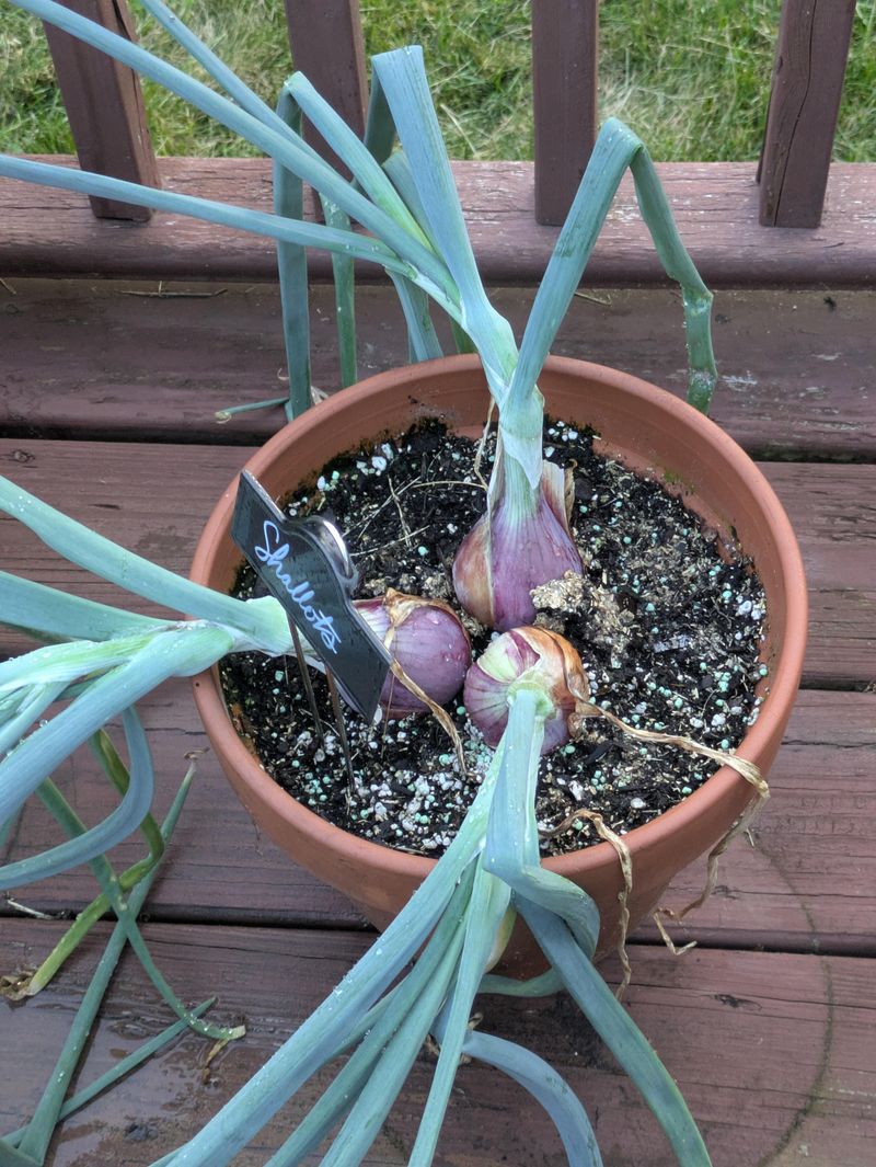 Do Not Plant Too Deep