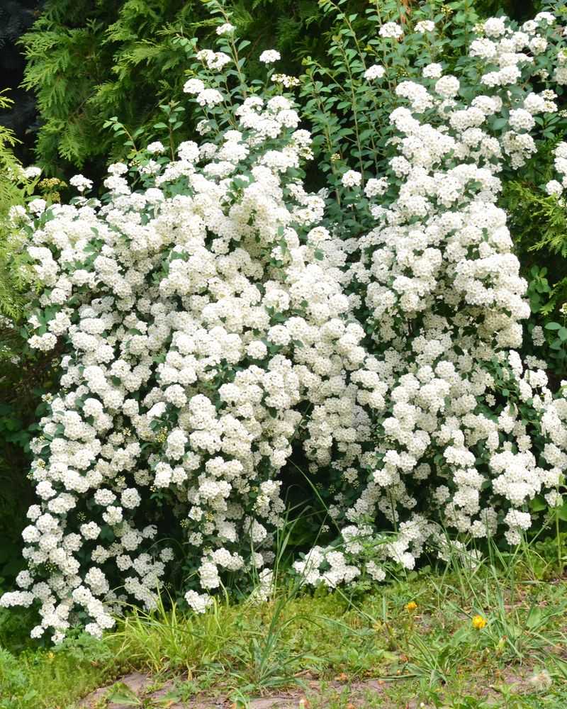 Do Not Prune Bridal Wreath Spirea In September Do Not Prune Bridal Wreath Spirea In September
