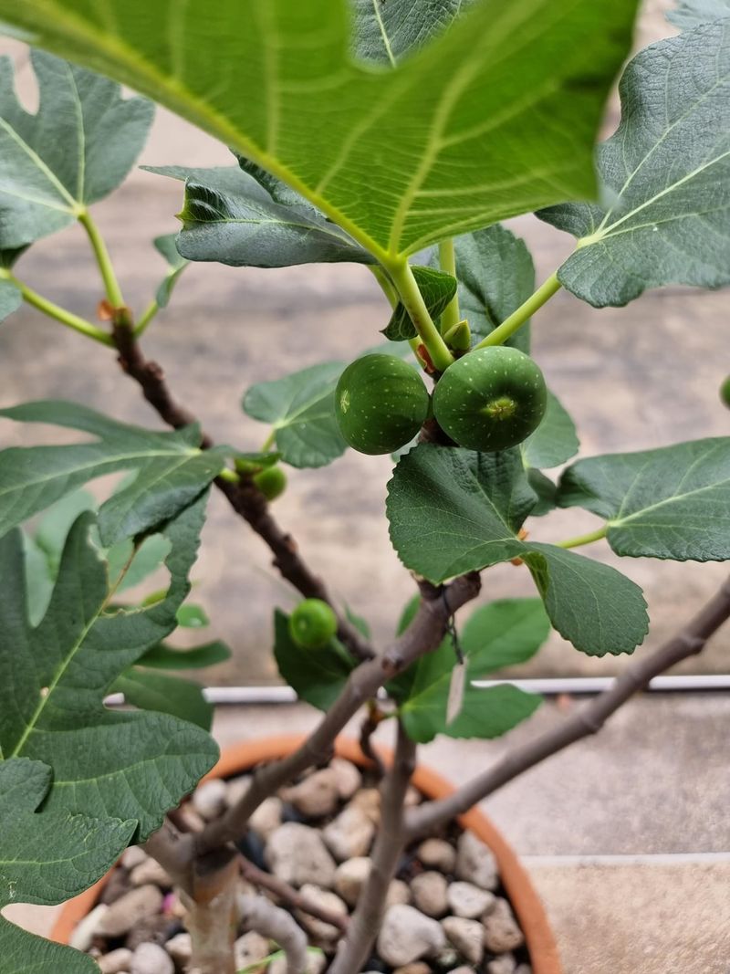 Do Not Push Late New Growth With Heavy Fertilizer
