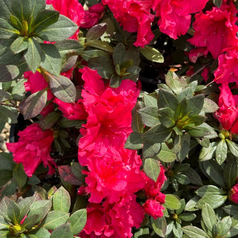 Do Not Push New Growth With Late Fertilizer