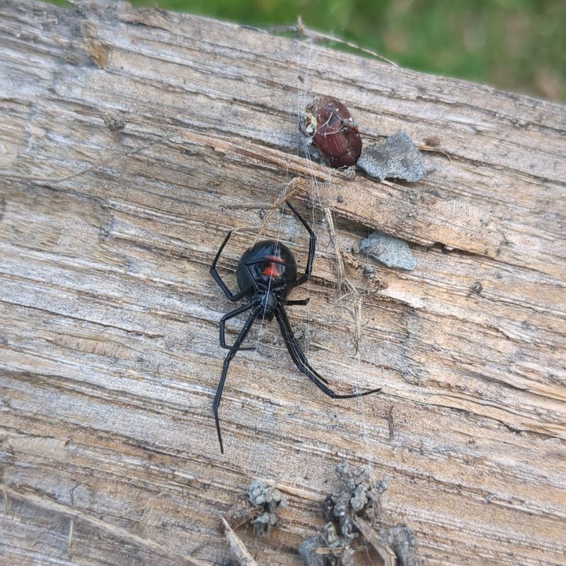 Do Not Reach Back Into The Woodpile Right Away