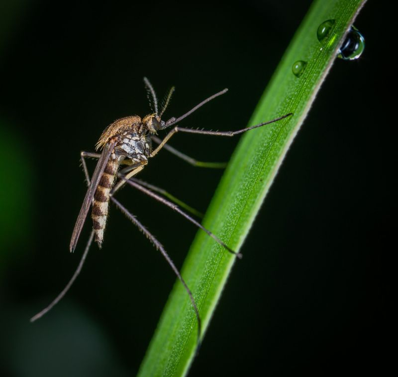Do Not Rely On The Plant To Control An Infestation