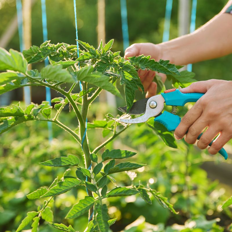 Do Not Strip Away Too Much Healthy Foliage
