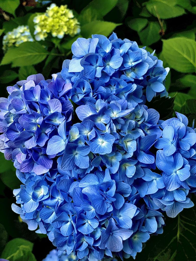 Do Not Touch Bigleaf Hydrangea Do Not Touch Bigleaf Hydrangea